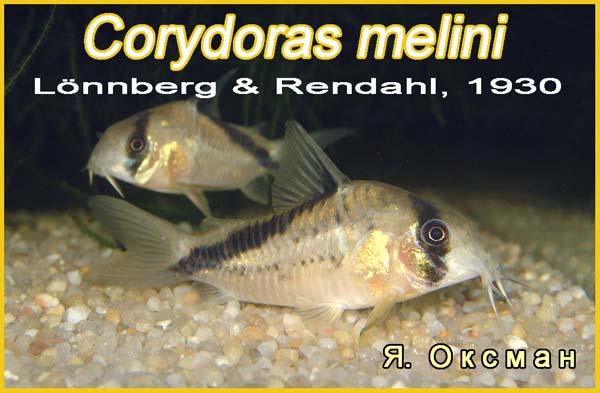 Corydoras melini
